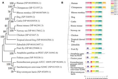 New insights into the role of ribonuclease P protein subunit p30 from tumor to <mark class="highlighted">internal reference</mark>